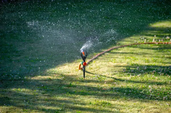 Çimen fıskiyesi güneşli bir günde çimenli bir bahçeye su püskürtür..