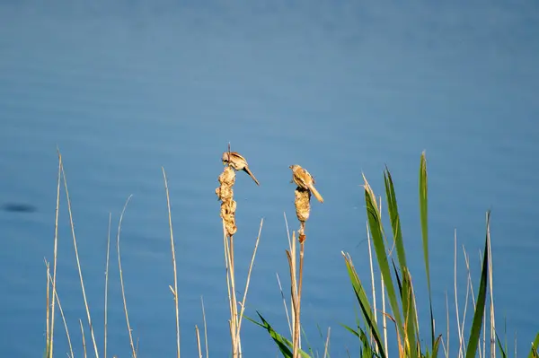 Ivachiv Horishnii, Ternopil, Ukrayna 'daki gölün yakınındaki bir sazlığa tünemiş iki sakallı sazlık.
