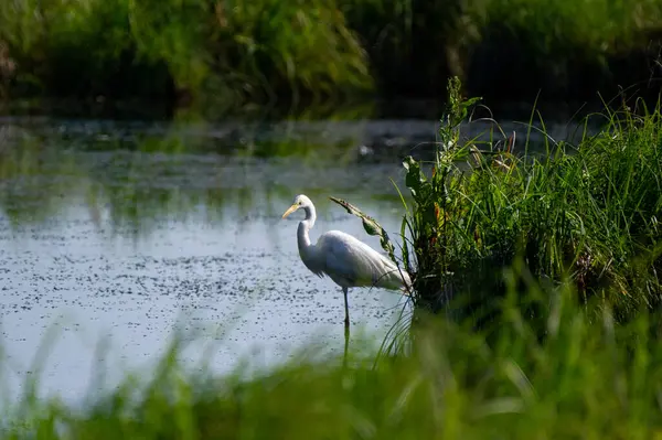 Ivachiv Horishnii, Ternopil, Ukrayna 'daki göldeki çimlerin üzerindeki büyük balıkçıl.