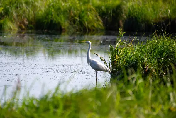 Ivachiv Horishnii, Ternopil, Ukrayna 'daki göldeki çimlerin üzerindeki büyük balıkçıl.