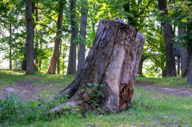 Parkta yaşlı ağaç gövdesi