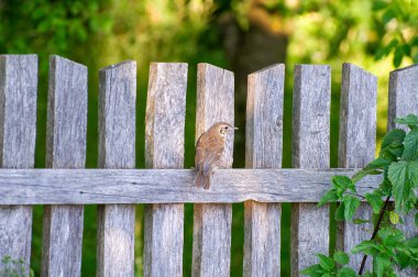 Eski ahşap çitin üzerine tünemiş ardıç kuşu şarkısı