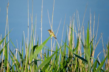 sazlıklara tünemiş çalı bülbülü.