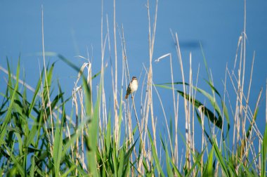 Çalı bülbülü mavi gökyüzüne karşı sazlıklara tünemişti.