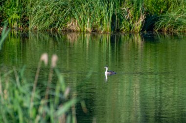 Göldeki Büyük İbikli Yunus