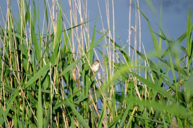sazlıklara tünemiş çalı bülbülü.