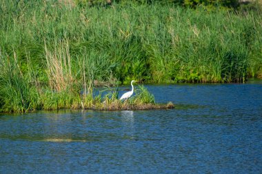 Gölün üzerindeki çimenlikteki büyük balıkçıl