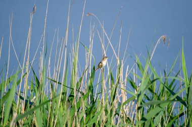 sazlıklara tünemiş çalı bülbülü.