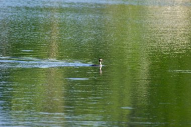 Göldeki Büyük İbikli Yunus