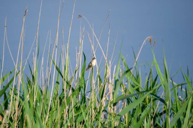 sazlıklara tünemiş çalı bülbülü.