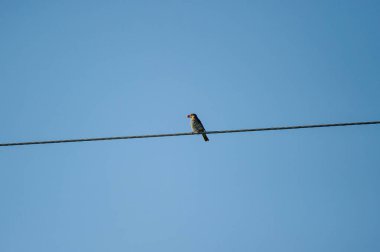 Gagasında böğürtlen tutan tel üzerindeki ökseotu.