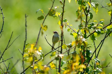 Bir dala tünemiş çalı bülbülü.
