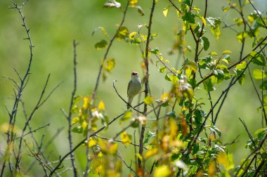 Bir dala tünemiş çalı bülbülü.