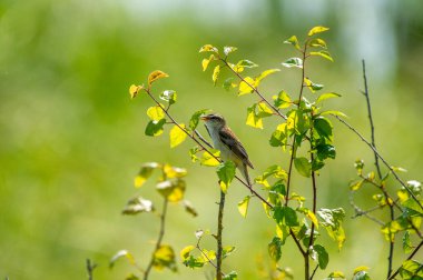 Bir dala tünemiş çalı bülbülü.