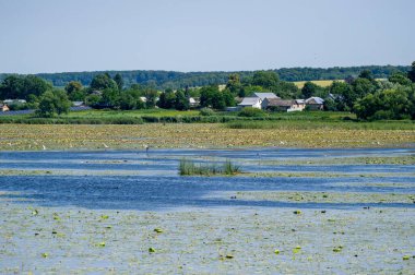 Ivachiv Horishnii, Ternopil, Ukrayna 'da su zambakları ve sazlıklarla kaplı göl manzarası