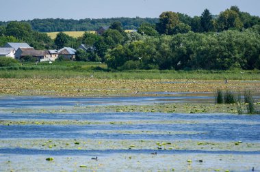 Ivachiv Horishnii, Ternopil, Ukrayna 'da su zambakları ve sazlıklarla kaplı göl manzarası