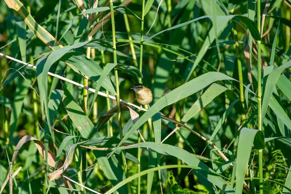 sazlıklara tünemiş çalı bülbülü.