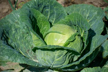 Bahçede yeşil lahana