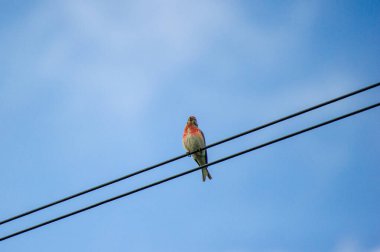 Mavi gökyüzüne karşı bir tel üzerinde sıradan bir keten.