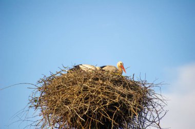 Beyaz leylek yuvada mavi gökyüzü