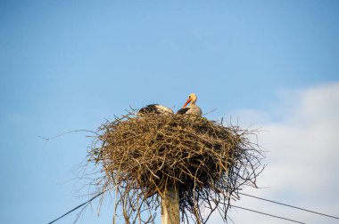 Beyaz leylek yuvada mavi gökyüzü