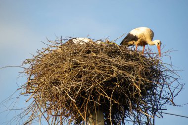 Beyaz leylek yuvada mavi gökyüzü