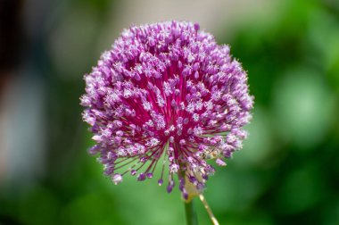 Canlı Mor Allium Çiçeğinin Yakın Çekimi Bahçede Çiçek Açıyor