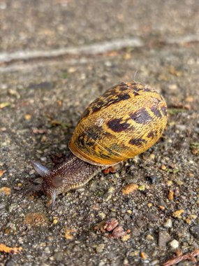 Bulgaristan 'da deniz üzerinde gün batımı suya yansıdı
