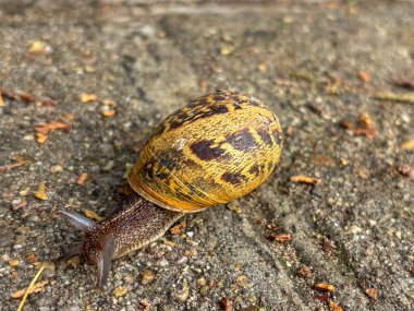 Bulgaristan 'da deniz üzerinde gün batımı suya yansıdı