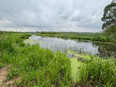Huzurlu bir sulak arazi manzarası bulutlu bir gökyüzünün altında hayat dolu yeşil otlar ve yüzen yosunlarla süslenmiş durgun sularla gözler önüne seriliyor..