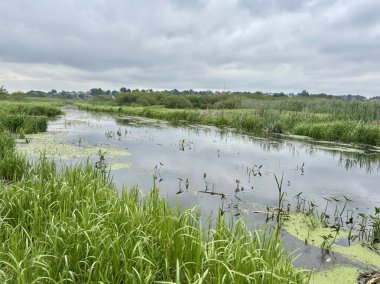 Huzurlu bir sulak arazi manzarası bulutlu bir gökyüzünün altında hayat dolu yeşil otlar ve yüzen yosunlarla süslenmiş durgun sularla gözler önüne seriliyor..
