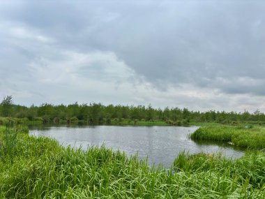 Çimenler ve sazlıklar gölde
