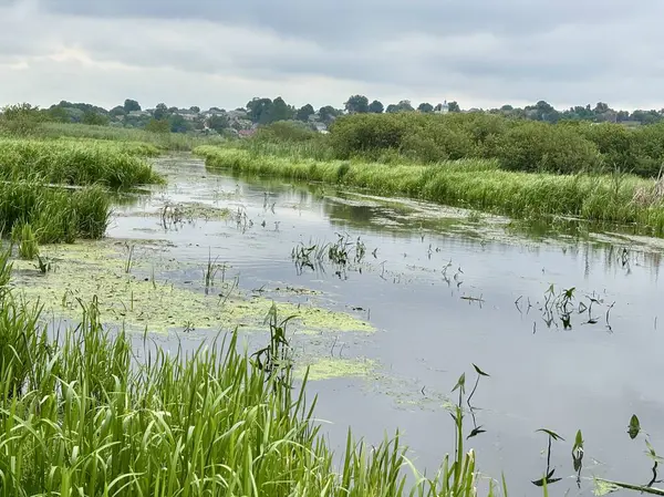 Huzurlu bir sulak arazi manzarası bulutlu bir gökyüzünün altında hayat dolu yeşil otlar ve yüzen yosunlarla süslenmiş durgun sularla gözler önüne seriliyor..