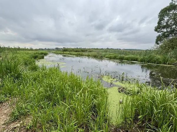 Huzurlu bir sulak arazi manzarası bulutlu bir gökyüzünün altında hayat dolu yeşil otlar ve yüzen yosunlarla süslenmiş durgun sularla gözler önüne seriliyor..