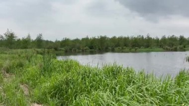 Çimenler ve sazlıklar gölde
