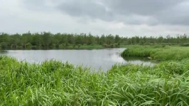 Çimenler ve sazlıklar gölde