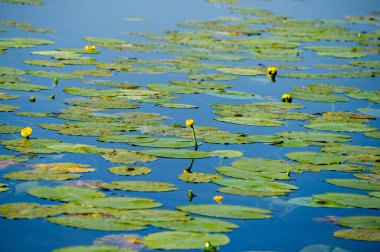 Sarı nilüfer Gölü