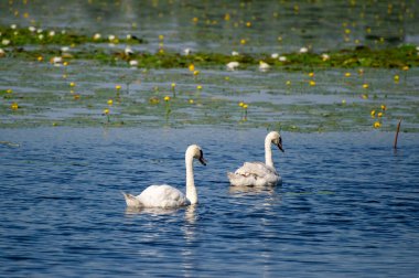 Gölde nemfoman otu ve sarı nilüferle kaplı bir çift kuğu.