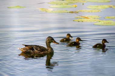 yeşilbaş ördek ve ördek yavrusu