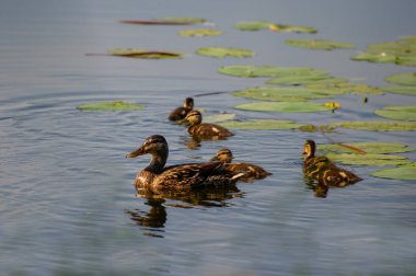 yeşilbaş ördek ve ördek yavrusu