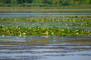  Su zambakları ve nemfoman çiçekleri ile kaplı huzurlu bir göl yemyeşil ile çevrilidir.
