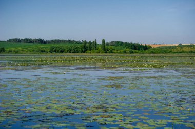  Sarı nilüfer Gölü