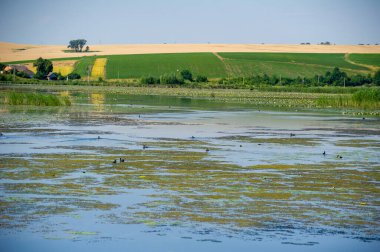  Önde zambak kaplı bir göl, ortada ağaçlar arasında yuva yapmış iki rahat ev ve ufuk boyunca uzanan yamalı alanlar..