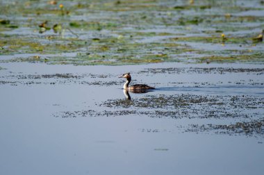 Sakin gölün üzerindeki büyük ibikli yunus balığı.