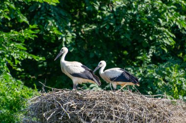 Yeşil arka planda yuvada iki beyaz leylek