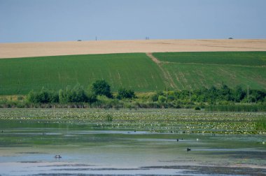  Önplanda zambak kaplı bir göl ve ufuk boyunca uzanan yama alanları.