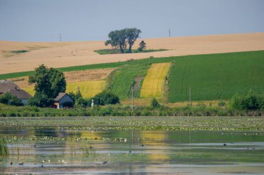  Önde zambak kaplı bir göl, ortada ağaçlar arasında yuva yapmış iki rahat ev ve ufuk boyunca uzanan yamalı alanlar..