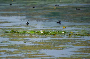 Gölde nemfoman adaylığı ve arka planda siyah ördekler
