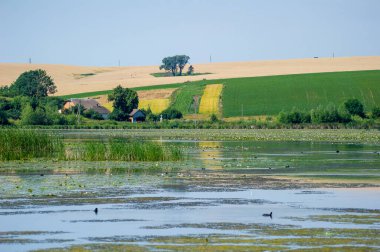  Önde zambak kaplı bir göl, ortada ağaçlar arasında yuva yapmış iki rahat ev ve ufuk boyunca uzanan yamalı alanlar..
