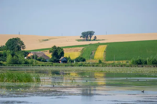  Önde zambak kaplı bir göl, ortada ağaçlar arasında yuva yapmış iki rahat ev ve ufuk boyunca uzanan yamalı alanlar..